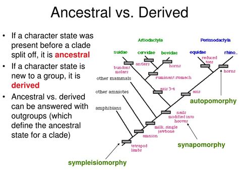 derived vs ancestral traits