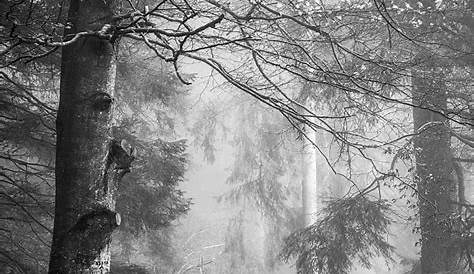 Des Belles Photos Noir Et Blanc Entre Les Arbres By Xavierrey On DeviantART Paysage