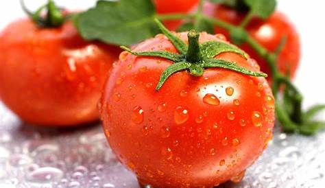 Des ramasseurs de tomates africains surexploités dans le sud de l’Italie