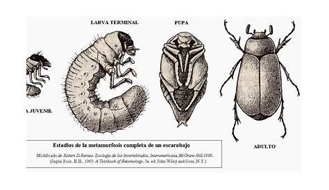 Desarrollo embrionario de los insectos