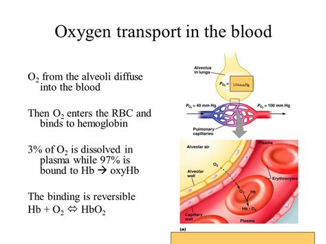 desaturation model of oxygen transport