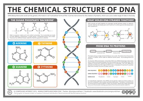 Compound Interest The Chemical Structure of DNA