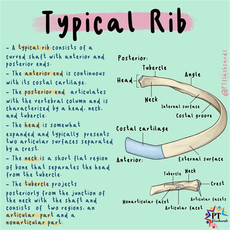 Describe A Typical Rib