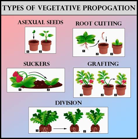 describe different types of vegetative propagation that involves natural methods