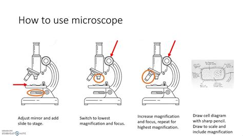 Describe How To Use A Microscope To View Cells