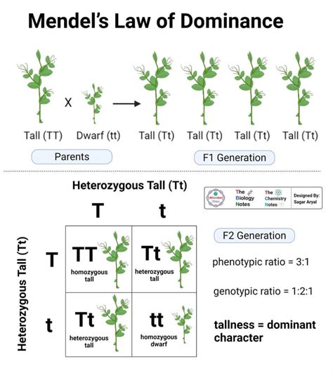 describe in detail the mendel's law of inheritance with suitable example