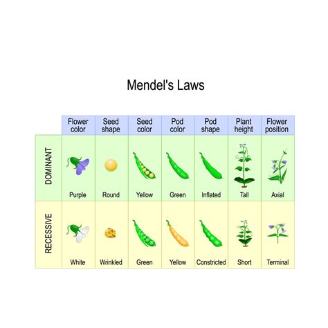 describe mendel's law of inheritance with suitable example