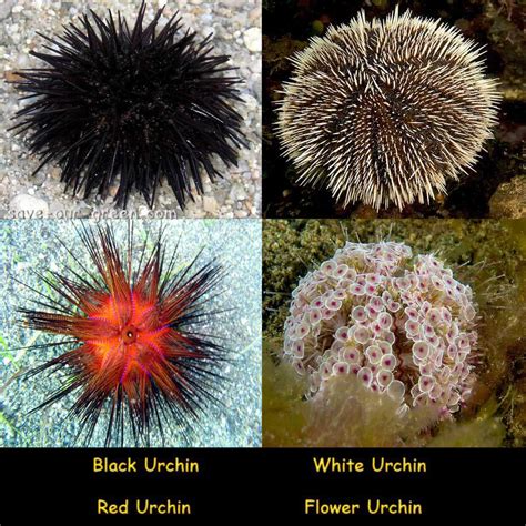 describe sea urchin appearance and diversity