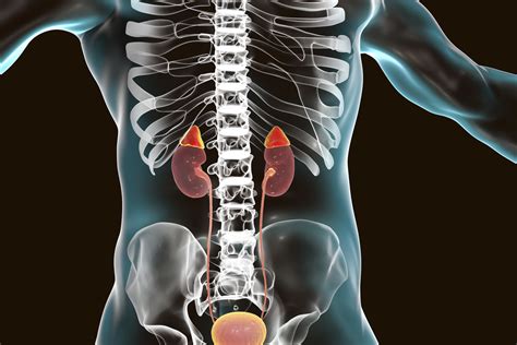 describe the location of the adrenal glands