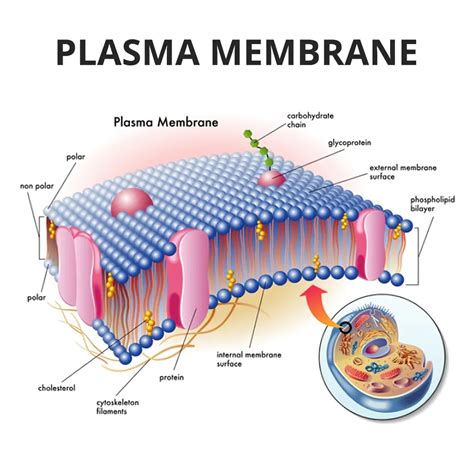 describe the structure of plasma membrane pdf