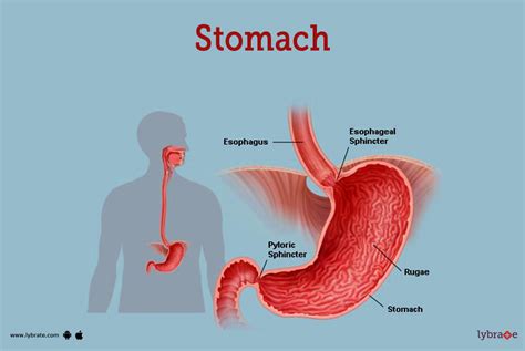  62 Free Describe The Structure Of The Stomach And Explain Its Function Tips And Trick