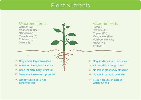describe what a plant macronutrient is