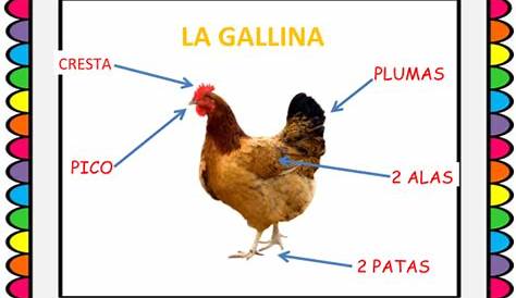 Características de la gallina | Recurso educativo 500136 - Tiching