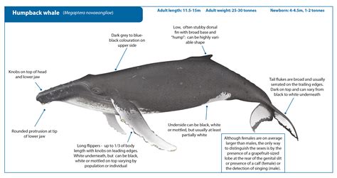 description of a humpback whale