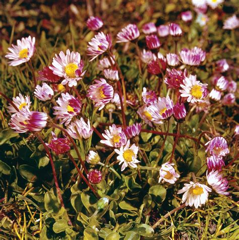 Description Of Daisies