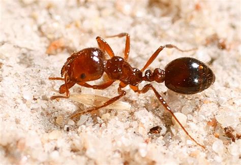 description of fire ants