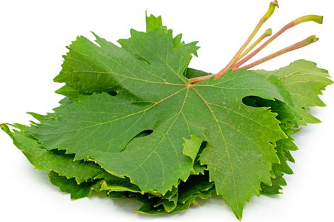 Description Of Grapes Leaf