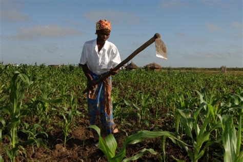 desenvolvimento da agricultura em moçambique