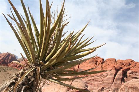 The Plants Grown In Desert Are Called LaraBlog