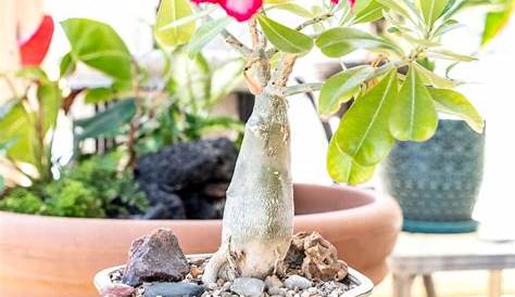 Adenium obesum - Desert Rose How to Grow and Care... - Cactus Garden