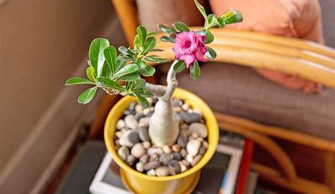 How to Care for Desert Rose Plant | Plantly