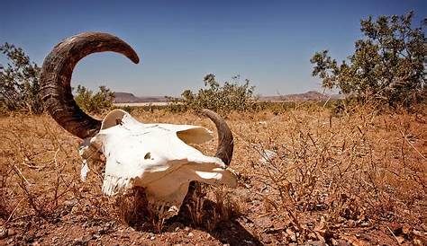 Cow Skull In Desert