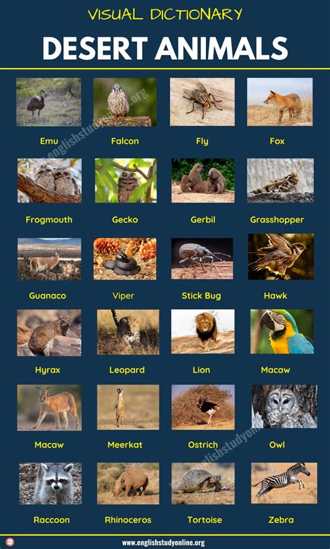 Desert Animals List of 35+ Best Animals that Live in the Desert with ESL Picture ESL Forums