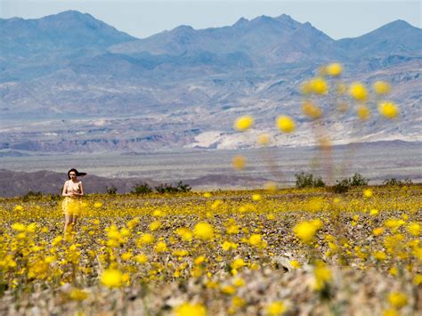 desert bloom death valley
