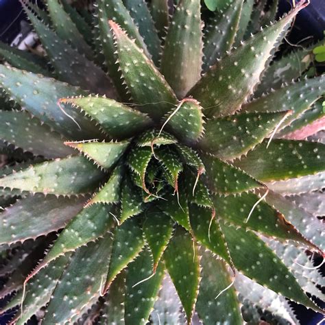 Desert Bloom Healing