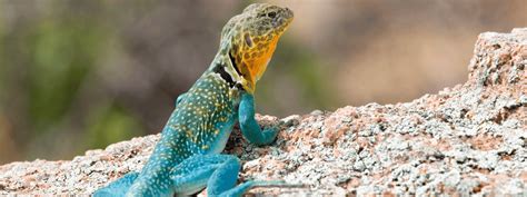 Desert Collared Lizard Care