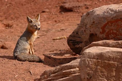 desert foxes