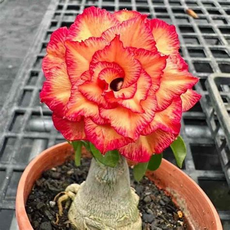 Unveiling the Mystery of Desert Rose Color