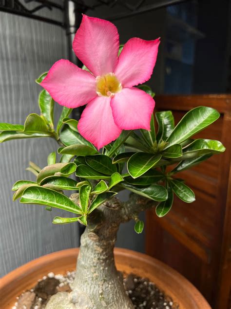 Secrets Behind Desert Rose Plants Success