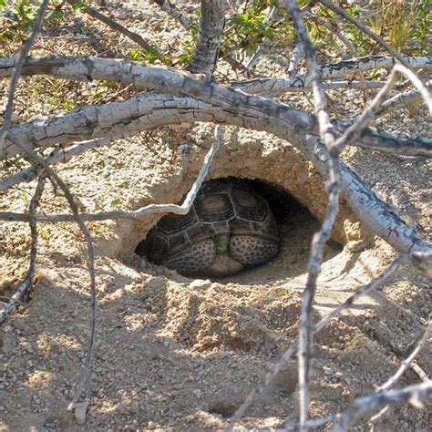 Desert Tortoise Burrow Designs