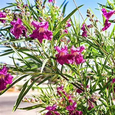 Desert Willow Price