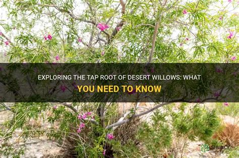 desert willow tree roots