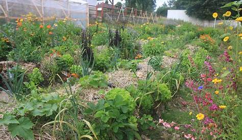 Beautiful urban permaculture garden example. 1000 in