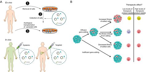 design a gene therapy strategy for alec