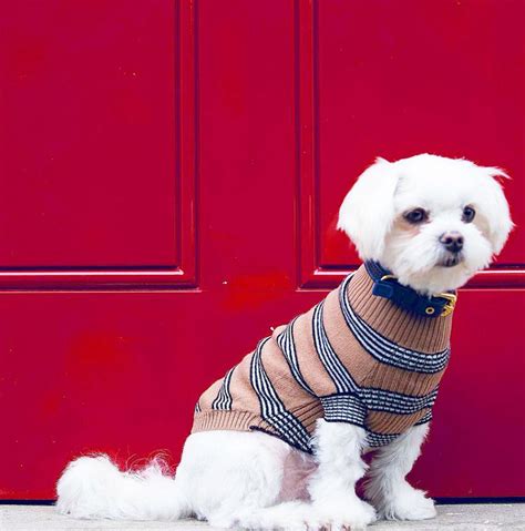Designer Clothes For Dog