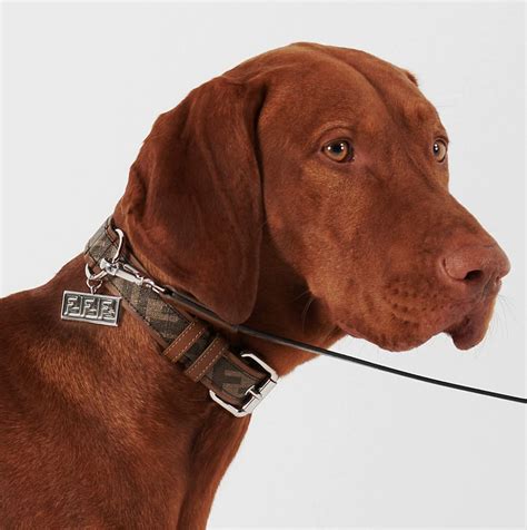 designer dog collars for male dogs