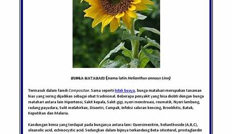 Deskripsi bunga matahari dalam bahasa inggris 2021