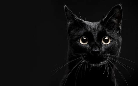 Desktop Backgrounds Black Cat