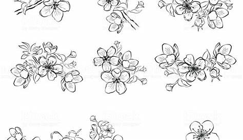 Dessin Fleur De Cerisier Japonais Noir Et Blanc Recherche Google Flower Tattoo Foot Flower Tattoos Tattoos