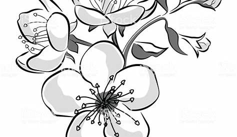 Dessin Fleur De Cerisier Noir Et Blanc Image Du Tableau Doodles Halle Mote
