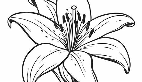Illustration dessin fleur de lys. Noir et blanc avec