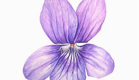 Dessin fleur, Fleurs sauvages bleues, Tatouage violet