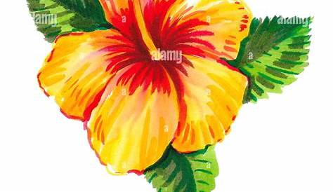 Dessin Fleur Dhibiscus Couleur D'hibiscus Jaune. Illustration à L'aquarelle Banque