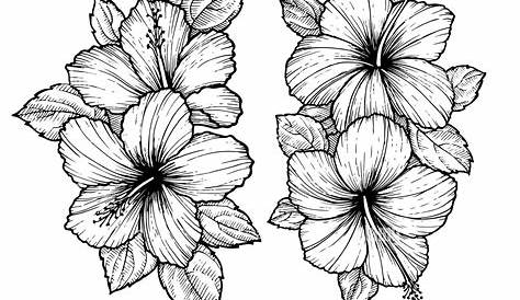 Dessin Fleur Exotique Noir Et Blanc