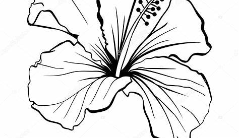 Fleur d'Hibiscus dessin illustration. Noir et blanc avec