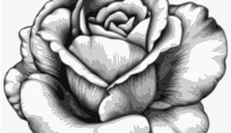 Dessin Rose Realiste Noir Et Blanc 1001 + Modèles Conseils Pour Apprendre Comment er